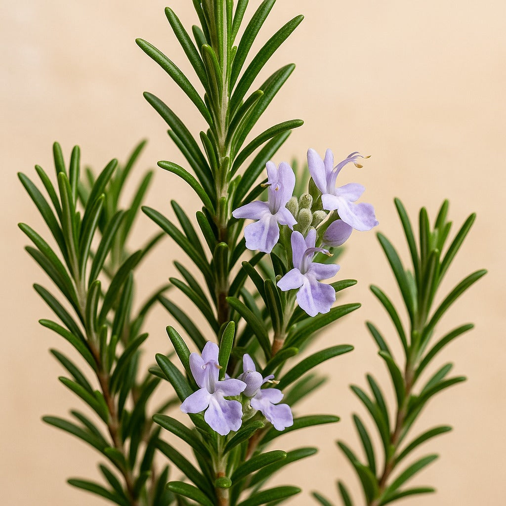 5 Ayurvedic Secrets for Faster Hair Growth